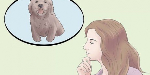 Criando um cachorrinho equilibrado