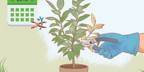 Poda de ficus