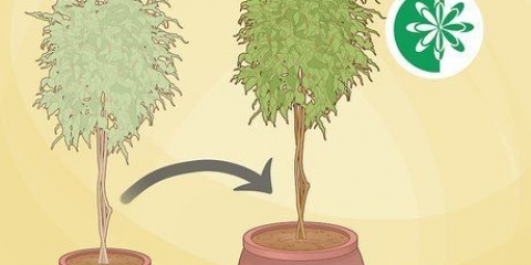 Replantar uma árvore de ficus