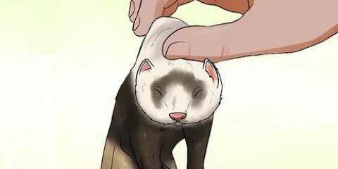 Treinando um furão para não morder