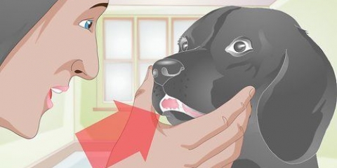 Tratando um dente quebrado em um cão