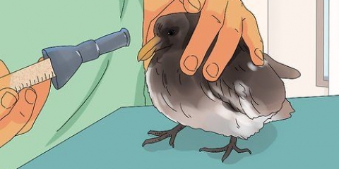Cuidando de um filhote de pombo resgatado