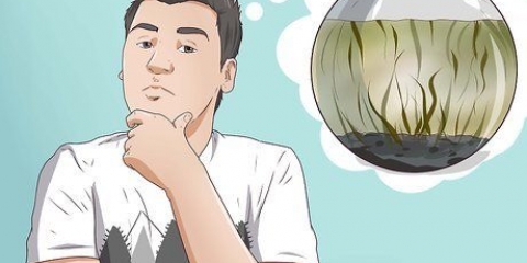 Criando um ecossistema aquático fechado