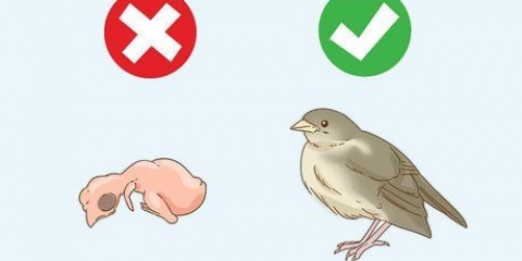 Ajudando um voador de ninho caído