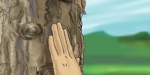 Reconhecendo um maple comum