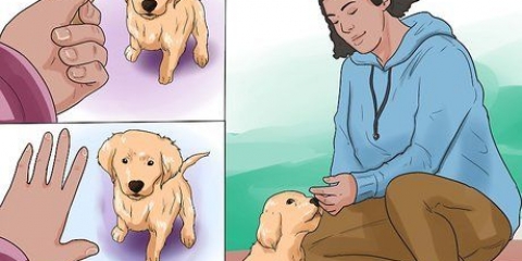 Treinando um filhote de golden retriever