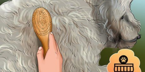 Preparando um goldendoodle