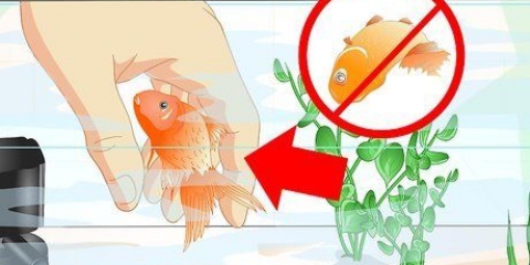 Ressuscite um peixinho dourado