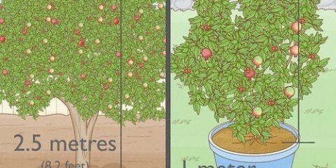 Plantando uma árvore de romã