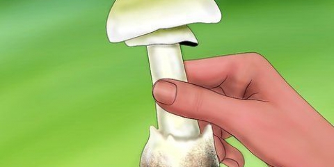 Reconhecendo um manite tuberoso verde