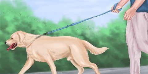 Acalmar um grande cão brincalhão