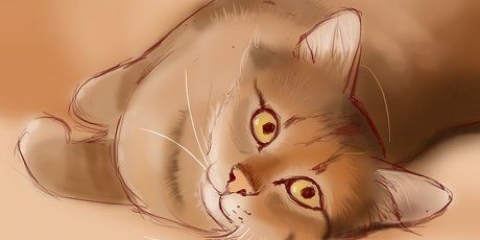 Tratando o avc de um gato