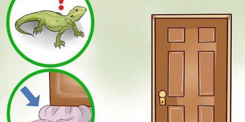 Pegando um lagarto em casa