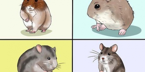 Escolhendo um hamster