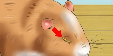 Ajudando um hamster com o olho fechado