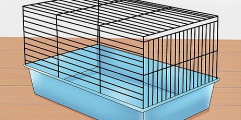 Domar um hamster