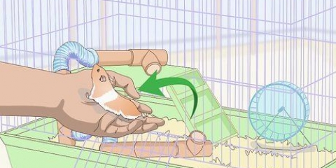 Ensinar truques a um hamster