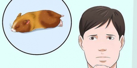 Como tirar um hamster da hibernação