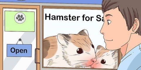 Cuidando de um hamster