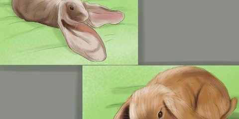 Mantendo um coelho lop como animal de estimação