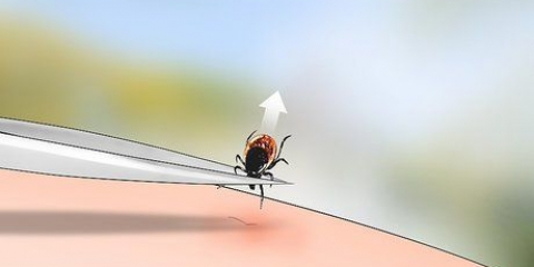 Identificando um carrapato de veado