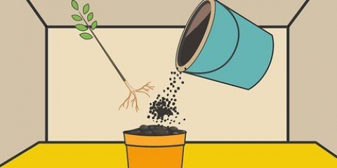 Cuidando de uma planta de hibisco