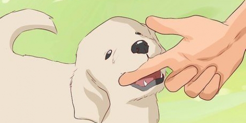 Como destreinar um cachorro para morder
