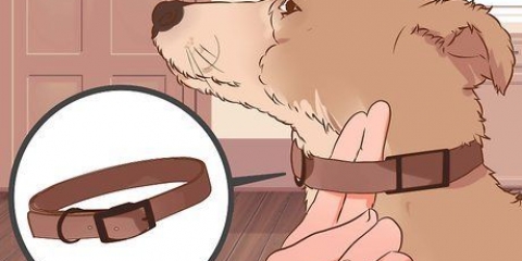 Como destreinar um cachorro para puxar