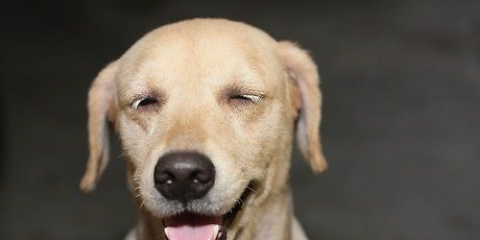 Como fazer um cachorro parar de pular nas pessoas
