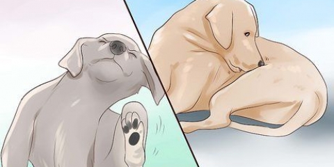 Verificando um cão para micose