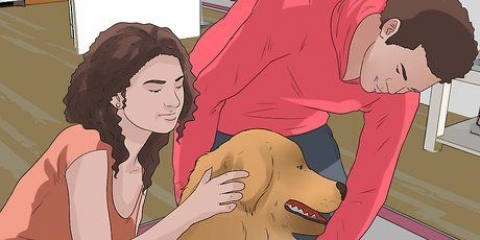Como levantar um cachorro corretamente