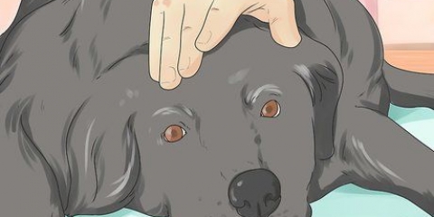 Ajudando um cachorro moribundo