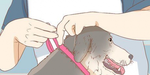 Impedir um cão de lamber uma ferida