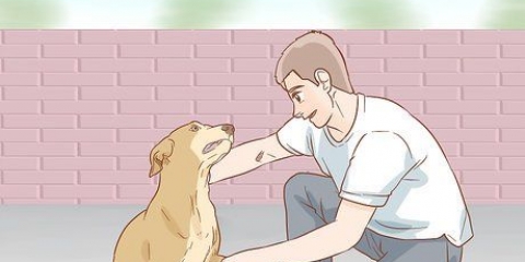 Ajudando um cão a se recuperar de uma perna quebrada