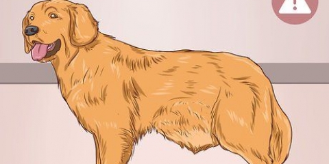 Ajudando um cão a limpar um bloqueio no intestino
