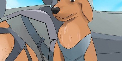 Acalmar um cachorro que está nervoso no carro