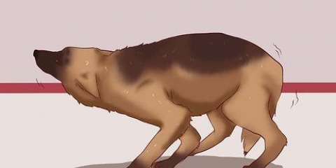 Acalmar um cão