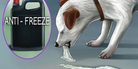 Fazer um cachorro vomitar