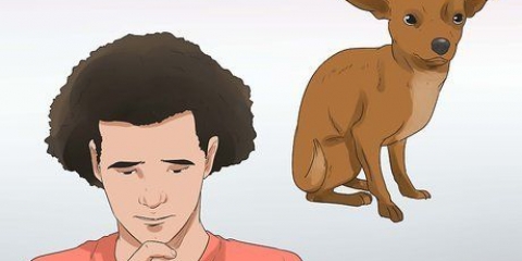 Coloque um cachorro para baixo