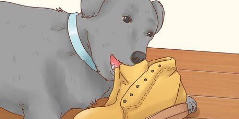 Como fazer um cachorro parar de comer terra