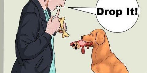 Ensinando um cachorro a pegar
