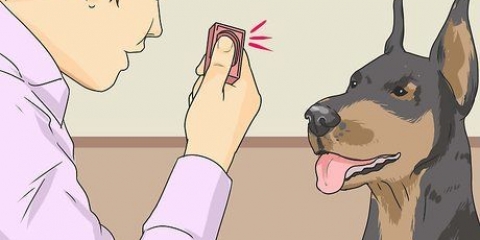 Ensinando um cachorro a sorrir