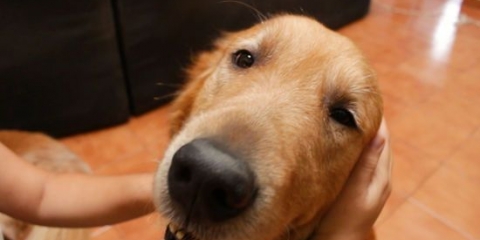 Massageando um cachorro