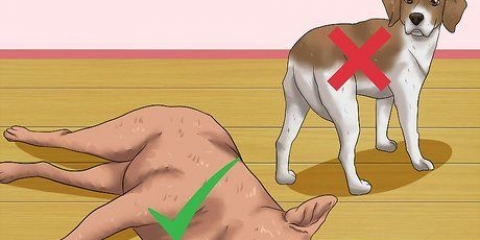 Esfregando a barriga de um cachorro