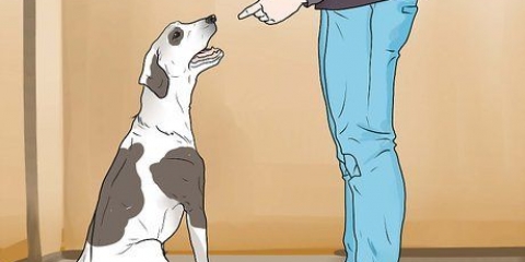 Punir um cão