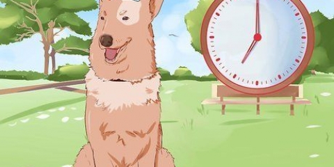 Treinando um cachorro para fazer xixi fora