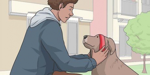 Passeando com um cachorro