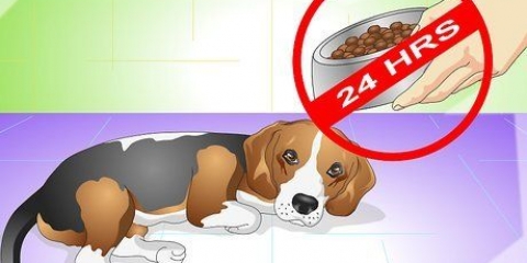 Como curar um cão de dores de estômago