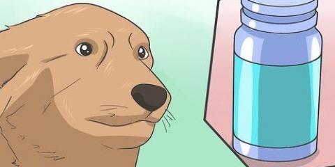 Anestesiar com segurança um cão