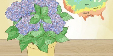 Plante uma hortênsia